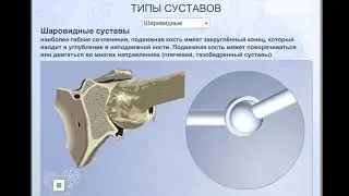 Типы суставов