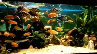 African Cichlids Feeding Time