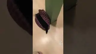 котики в тик ток