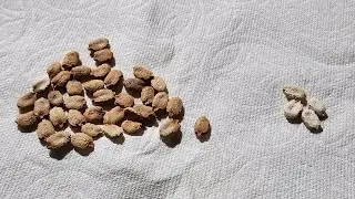Saving Bitter Gourd Seeds