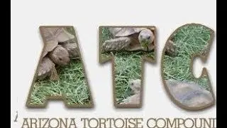 Spider Tortoises Nesting.