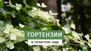 Гортензия в тени. Виды гортензии, сорта и уход. Тенистый сад
