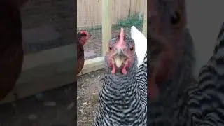 watch what happens when a chicken sees a camera | backyard chickens
