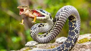 BROAD HEADED SNAKE - Venomous Elegance Unveiled in the Reptile Kingdom