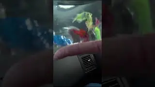 Купили рыбок