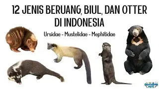 12 Types of Arctoidea / Bears, Weasels, Skunks, and Otters (Ursidae, Mustelidae, Mephitidae) in I...