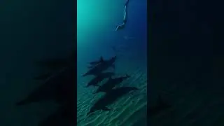 Dancing with the dolphins 🐬 #ildaryoung #dancer #contemporary #ballet #diving #ocean #dolphin