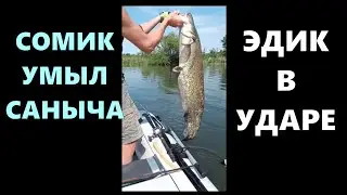 Somik washed SANICHA and Edik in strike \ Catfish on quok \ # quok # catfish # catfish quok