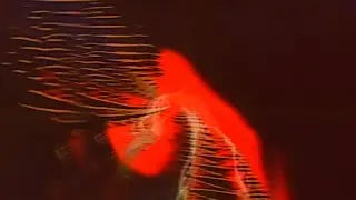 BEACH HOUSE - ESP (LYRIC ANIMATION)