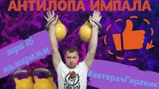 #КроссфитКомплекс "АНТИЛОПА ИМПАЛА" с гирями 2х16 кг от #ВетврачГиревик #kettlebellvet #вызов #гири