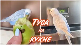 ХОРОШО С ХОЗЯЙКОЙ НА КУХНЕ ТУСИТЬ😅ПОПУГАЙ ТОША И ЕГО ХОЗЯЙКА ВИКА