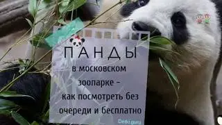 Панды в московском зоопарке - как посмотреть без очереди
