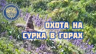 Охота в горах на сурка! Замедленная съемка!!!