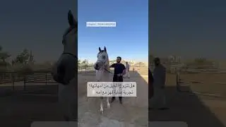 تزاوج الخيول مثل الحمير تماماً