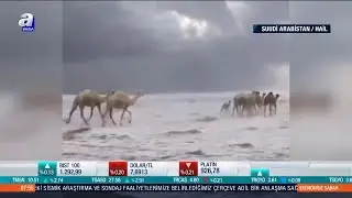 Suudi Arabistan'da Çöle Kar Yağdı / A Para | A Para