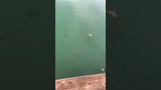 Might have to start doing some fishing videos.