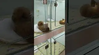Как в Корее продают кошек и собак/Город Тэгу
