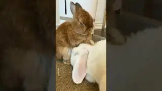 How dangerous is the animal in the previous video and everything else is so cute, isn't it?#shorts।