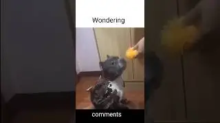 How to teach a dog not to bite memes