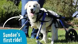 Maremma Puppy named Sundae used wheelchair for first time.
