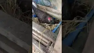 AMAZING BACKYARD FARMING