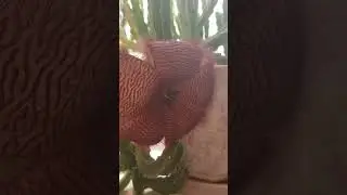 Stapelia Стапелия пурпурная
