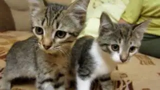 котэ