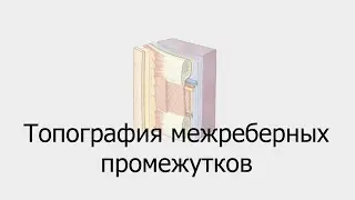 Топография межреберных промежутков