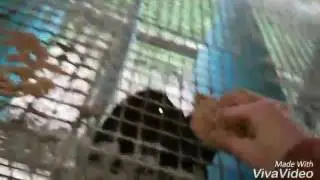 разведение норок в дании .. mink breeding in of Denmark. .