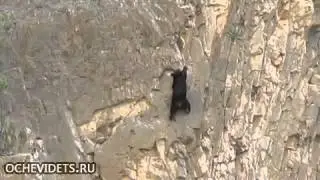 Медведи скал
