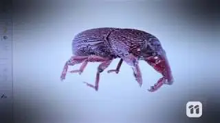 Scope Tv: 3D Insect Scan