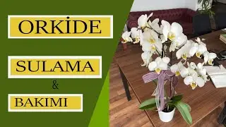 ORKİDE SULAMASI VE BAKIMI