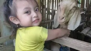 SERUNYA KHANSA BERMAIN DENGAN KAMBING ‼️
