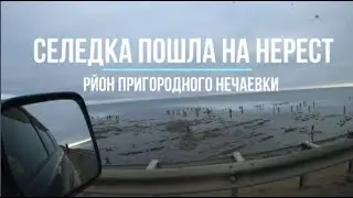 Сахалинская рыбалка Селедка идет на нерест Заготовка полным ходом:)