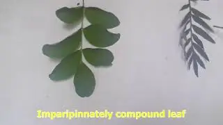 Kinds of Compound leaves