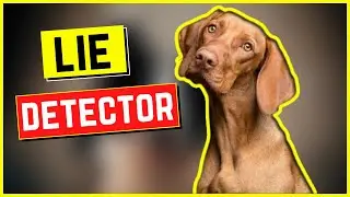 CAN DOGS DETECT LIARS ? | DOGS VS HUMANS | NEW STUDY ON DOG | ENGLISH | VIGNESH