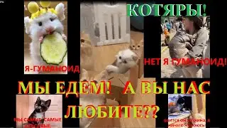 КОТЯРЫ О СЕБЕ! ЮМОР