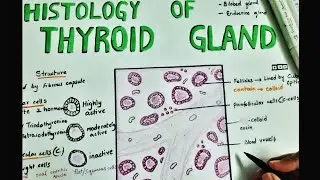 HISTOLOGY OF THYROID GLAND || Epithelium || Follicular cells || Parafollicular cells || Structure |
