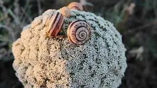 Find Inner Peace amidst Algarve's Flowers: Portugal in 4K [Relaxation & Meditation]