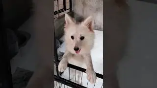 CUTIE POMERANIAN DOGS 