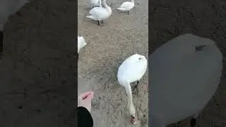 покормить гусь хлебушек