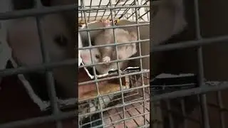 ХОМЯКИ.           #хомяки