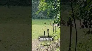 Questo video inganna il tuo cervello😳🧠 (@theo_lightyear)via tt