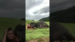 Farmer Cuddles and Naps with Farm Animal While Laying in Grass | Shorts