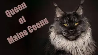 De La Loo | Queen of Maine Coons cats.