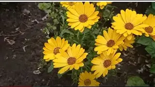 Osteostermum: Growing, Overwintering, and Fall Cuttings