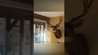 Неожиданные стычки с животными