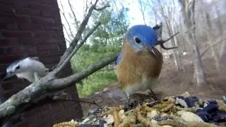 Bluebirds are back:)  17 minute bird video