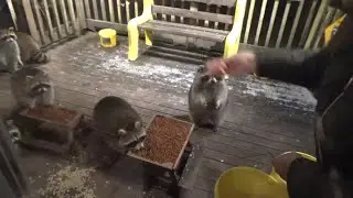 Raccoon Diner had Nine Tonight