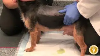 Bladder Expression in a Male Dog